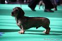 Crufts2011_2 816